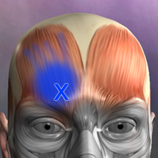 Puntos Musculares Anatomia